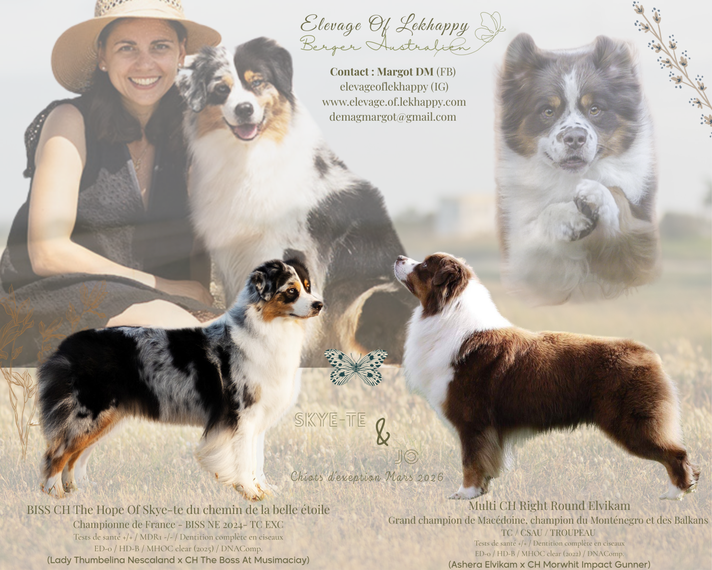 Chiot Berger Australien Of Lekhappy