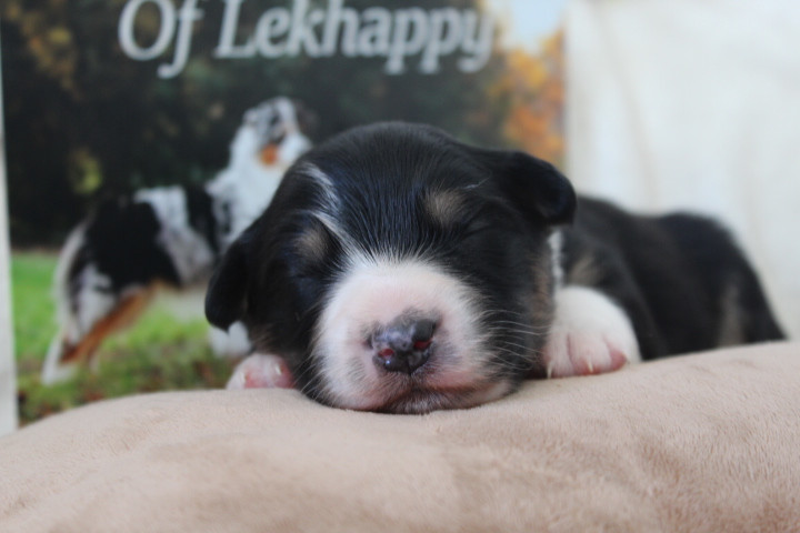 Of Lekhappy - Chiots disponibles - Berger Australien